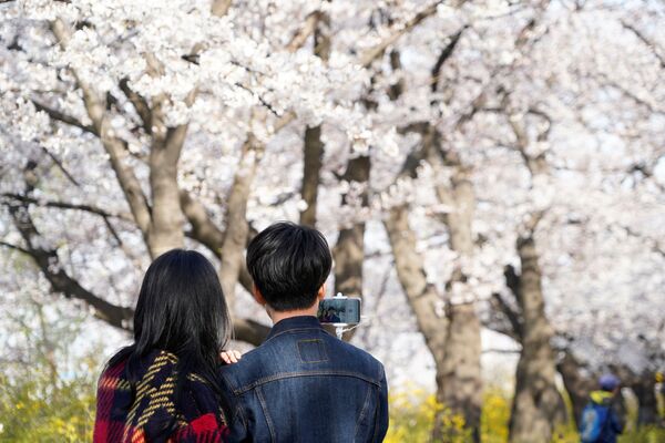 A couple takes a selfie near a cherry blossom trees street, closed to avoid the spread of the coronavirus disease (COVID-19), in Seoul, South Korea, April 1, 2020 - Sputnik International