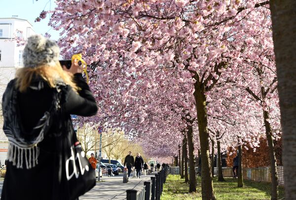 A woman takes a picture of trees with cherry blossoms in Berlin, Germany, March 22, 2020, as the spread of the coronavirus disease (COVID-19) continues - Sputnik International