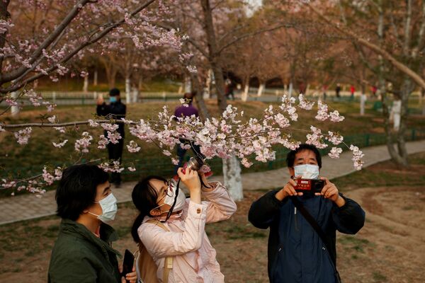 People wearing protective masks take pictures of cherry blossoms at a park, as the country is hit by an outbreak of the novel coronavirus disease (COVID-19), in Beijing, China March 23, 2020 - Sputnik International