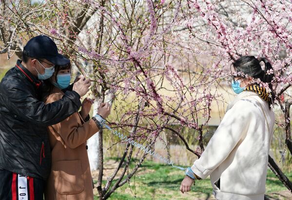 Visitors take photos under blooming cherry blossoms at a park, in Beijing, as the country is hit by the novel coronavirus disease (COVID-19) outbreak, China March 27, 2020. Picture taken March 27, 2020 - Sputnik International