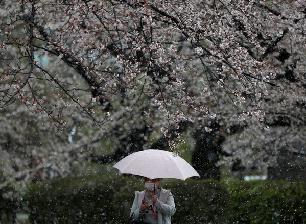 A woman wearing a protective face mask, following an outbreak of the coronavirus disease (COVID-19), walks under blooming cherry blossoms in a snow fall during the first weekend after Tokyo Governor Yuriko Koike urged Tokyo residents to stay indoors in a bid to keep the coronavirus disease from spreading, in Tokyo, Japan March 29, 2020 - Sputnik International