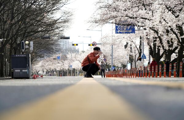 A man takes a picture near a cherry blossom trees street, closed to avoid the spread of the coronavirus disease (COVID-19), in Seoul, South Korea, April 1, 2020 - Sputnik International