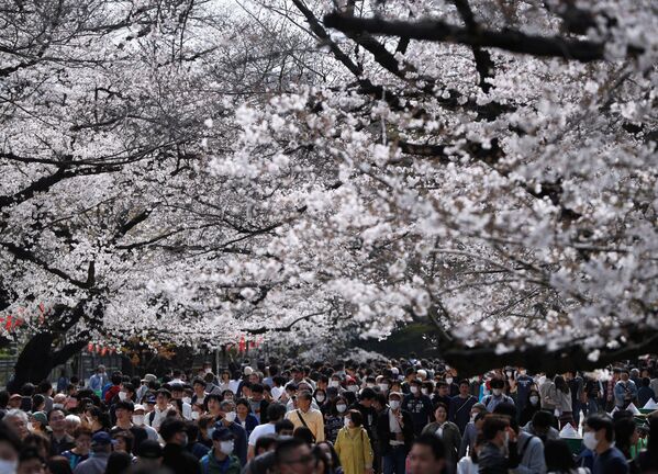 Visitors wearing protective face masks following an outbreak of the coronavirus disease (COVID-19) look at blooming cherry blossoms at Ueno park in Tokyo, Japan March 22, 2020 - Sputnik International