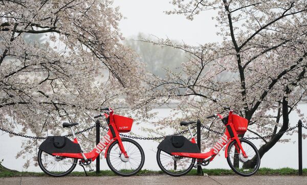 Abandoned behind a police cordon, rental bikes sit beneath cherry blossoms after authorities closed down the tourist area to help stem coronavirus disease (COVID-19) transmission in Washington, US, March 23, 2020 - Sputnik International