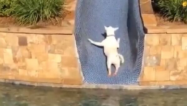 Dog - Sputnik International