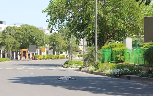 A lone dog in the centre of a normally busy road in the inner circle of Rajiv Chowk, Delhi.
 - Sputnik International