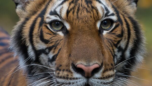 Malayan tiger Nadia who tested positive for Covid-19 - Sputnik International