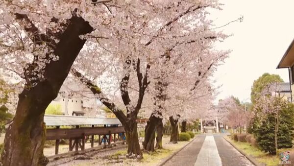 Beautiful Cherry Blossoms Bloom in Empty Streets of Japan Amid Quarantine - Sputnik International