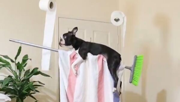 Wizardly Pup Flies on Broom Amid Quarantine Lockdown  - Sputnik International