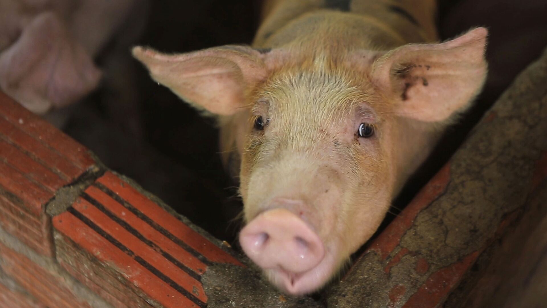 In this May 30, 2019, photo, a pig is seen in a pen in My Duc district, Hanoi, Vietnam. Asian nations are scrambling to contain the spread of the highly contagious African swine fever with Vietnam culling 2.5 million pigs and China reporting more than a million dead in an unprecedentedly huge epidemic governments fear have gone out of control. - Sputnik International, 1920, 03.08.2022