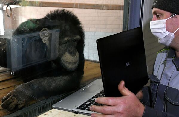 Zoologist Oleg Kokarev shows photos on a laptop to Anfisa the chimpanzee at the Royev Ruchei park in Krasnoyarsk. - Sputnik International