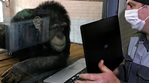 Zoologist Oleg Kokarev shows photos on a laptop to Anfisa the chimpanzee at the Royev Ruchei park in Krasnoyarsk. - Sputnik International