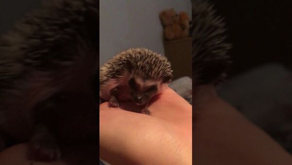 Little Hedgehog Yawns   - Sputnik International