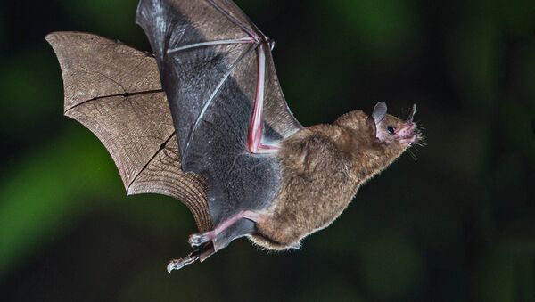 Short-tailed Fruit Bat - Sputnik International