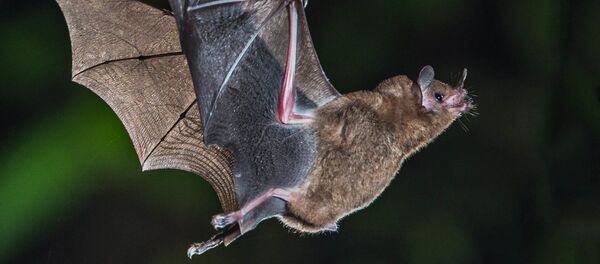 Short-tailed Fruit Bat - Sputnik International