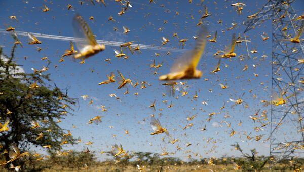 A swarm of desert locusts flies over a ranch near the town of Nanyuki in Laikipia county, Kenya, February 21, 2020. Picture taken February 21, 2020 - Sputnik International