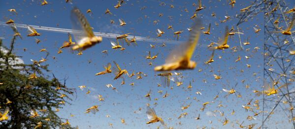 A swarm of desert locusts flies over a ranch near the town of Nanyuki in Laikipia county, Kenya, February 21, 2020. Picture taken February 21, 2020 A swarm of desert locusts flies over a ranch near the town of Nanyuki in Laikipia county, Kenya, February 21, 2020. Picture taken February 21, 2020 - Sputnik International