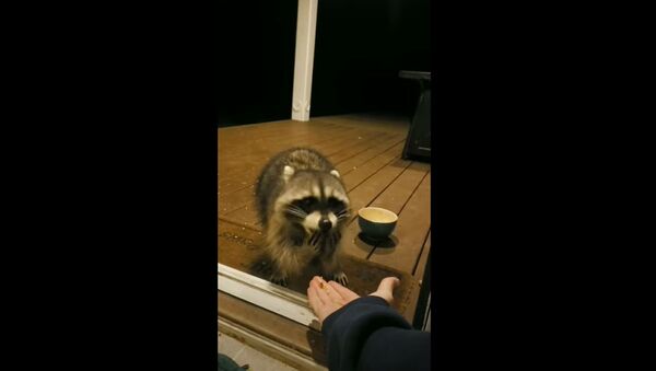 Hungry Raccoon Eats Out of Neighbor’s Hand Amid Quarantine - Sputnik International