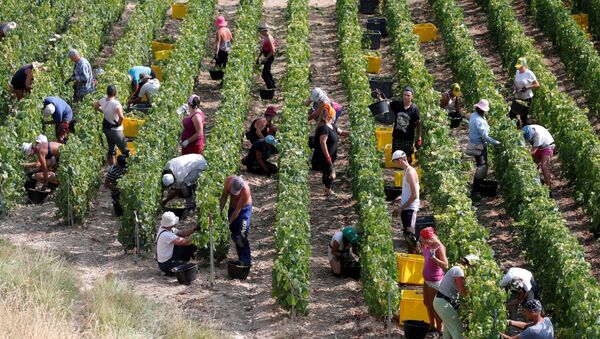 Grape fruit pickers in a vineyard France-min - Sputnik International