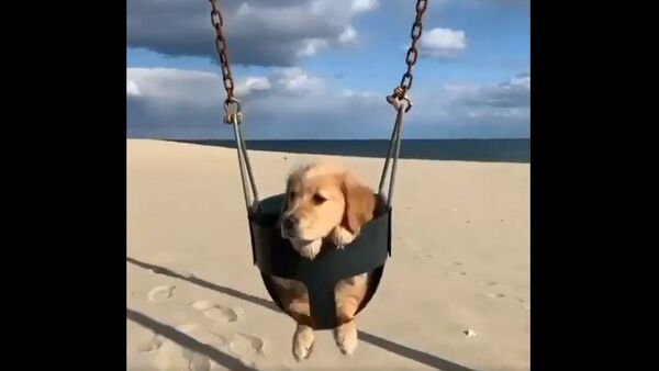 Funny animal  - Sputnik International