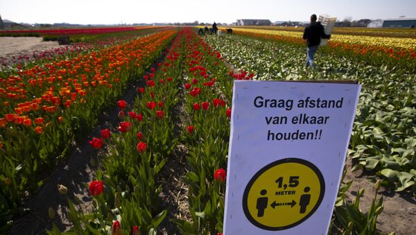 A sign asking people to observe social distancing and keep 1.5 meters, or five feet, apart to reduce the spread of the coronavirus was put up in a field of tulips in Lisse, Netherlands, Thursday, March 26, 2020 - Sputnik International