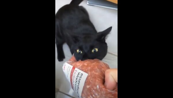 ‘You’re a Psycho’: Greedy Kitty Gets Stingy Over Ground Meat  - Sputnik International
