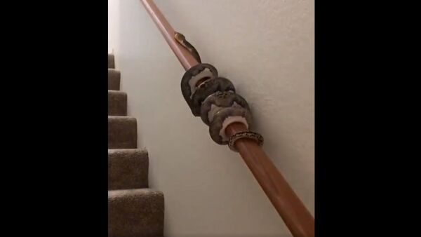 What y’all going to do if you see this Python slithering up the railing in your house? - Sputnik International