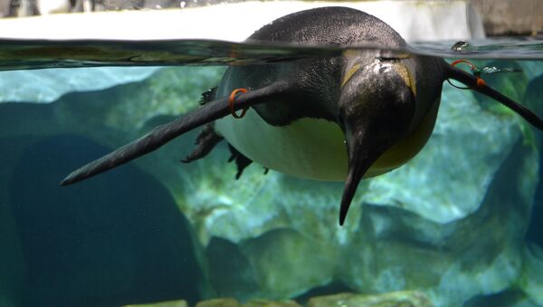 Swimming penguin. Kansas city zoo - Sputnik International