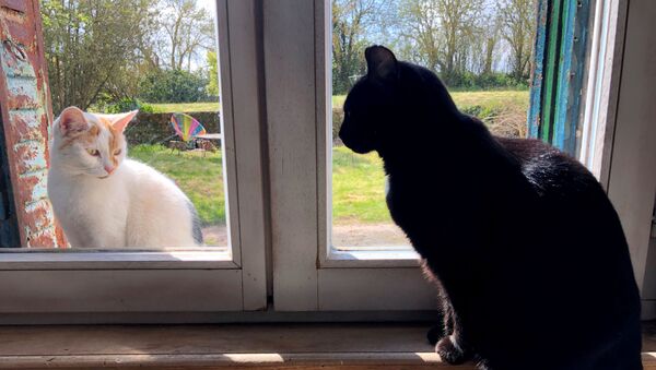A domestic black cat looks at a cat sitting outside the window, in the village of Blecourt during a lockdown imposed to slow the spreading of the coronavirus disease (COVID-19) in France, 29 March 2020. - Sputnik International