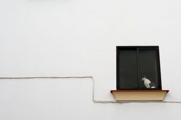 A cat yawns in the window of a house, amid the coronavirus disease (COVID-19) outbreak, during Holy Week in Ronda, southern Spain, 11 April 2020 - Sputnik International