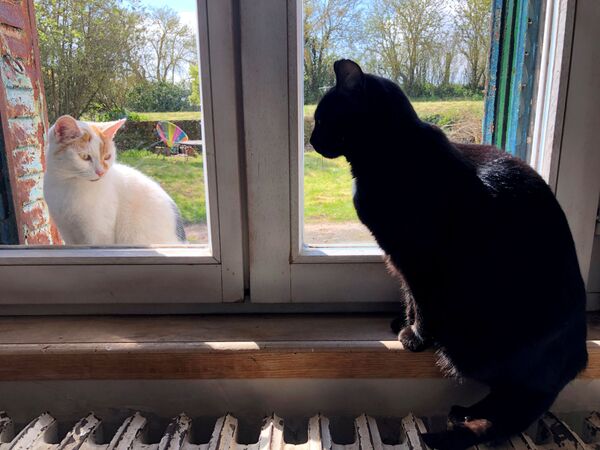 A domestic black cat looks at a cat sitting outside the window, in the village of Blecourt during a lockdown imposed to slow the rate of the coronavirus disease (COVID-19) spread in France, 29 March 2020. - Sputnik International