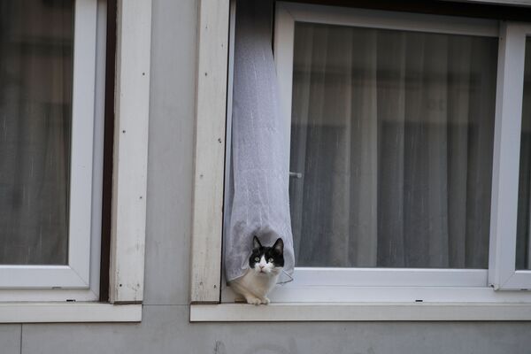 A cat looks out in the street form a window during a nationwide confinement to counter the Covid-19, in Paris, Sunday, April 5, 2020 - Sputnik International