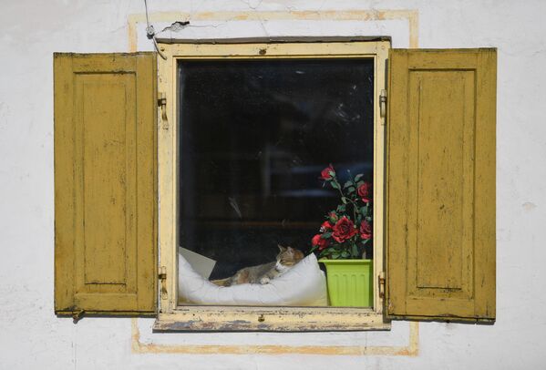 A cat lies in a window near the theatre where the new production of the Oberammergau Passion Play will take place during the spread of the coronavirus disease (COVID-19) in Oberammergau, Germany, 19 March 2020 - Sputnik International