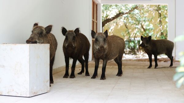 Wild boars roam inside a residential building after the government ordered residents to stay home to fight the spread of coronavirus disease (COVID-19), in Haifa, northern Israel April 16, 2020 - Sputnik International