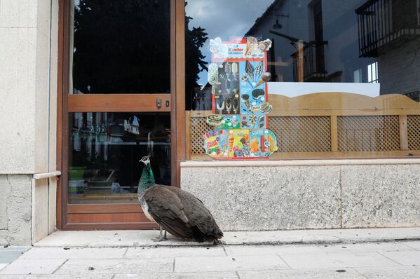 A peacock stands in front of the door of a closed bar, amid the coronavirus disease (COVID-19) outbreak in the old town in Ronda, southern Spain, April 12, 2020. - Sputnik International