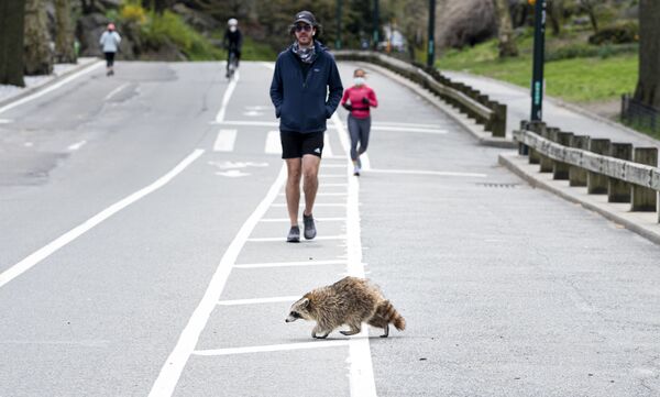 A racoon walks over the running path in an almost deserted Central Park in Manhattan on April 16, 2020. - Sputnik International