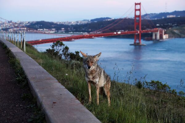 A coyote stands by the roadside at Golden Gate Bridge View Vista Point across from San Francisco, California, US, April 7, 2020 - Sputnik International