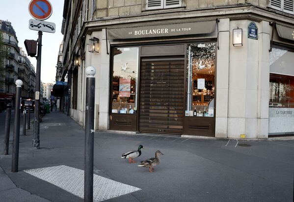 Two ducks walk across an empty street in Paris, on April 14, 2020, on the twenty-ninth day of a lockdown in France. - Sputnik International