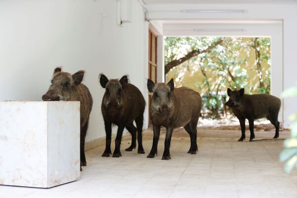 Wild boars roam inside a residential building after the government ordered residents to stay home to fight the spread of coronavirus disease (COVID-19), in Haifa, northern Israel April 16, 2020. Picture taken April 16, 2020 - Sputnik International