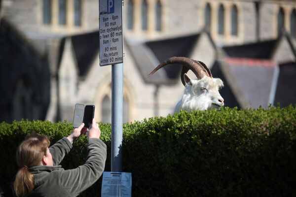 A woman takes a picture of a goat in Llandudno as the spread of the coronavirus disease (COVID-19) continues, Llandudno, Wales, Britain, March 31, 2020 - Sputnik International