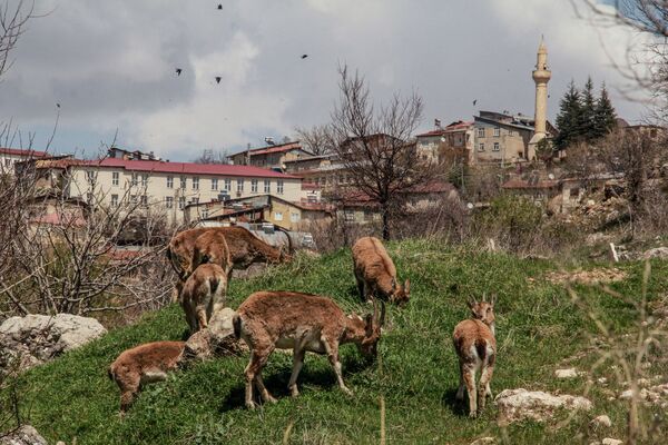 Mountain goats graze in the centre of the town of Cemigezek in Tunceli province central-east Turkey on April 7, 2020 - Sputnik International