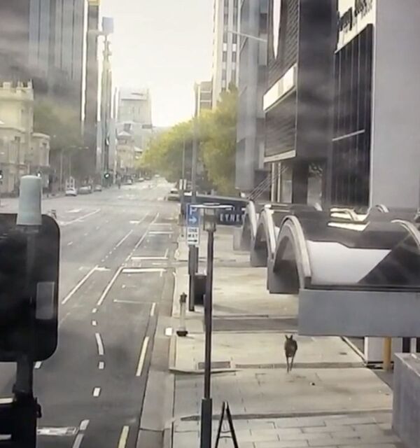 A kangaroo hops through empty streets during the lockdown restrictions to prevent the spread of the coronavirus disease (COVID-19) in Adelaide, Australia, April 19, 2020 in this screengrab obtained from social media video on April 20, 2020 - Sputnik International