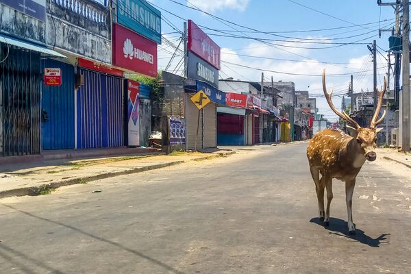 A wild deer, from a herd used to mingling with and being fed by the local population, roams in a deserted street during a government-imposed nationwide lockdown against the COVID-19 coronavirus, in the port city of Trincomalee on March 31, 2020 - Sputnik International
