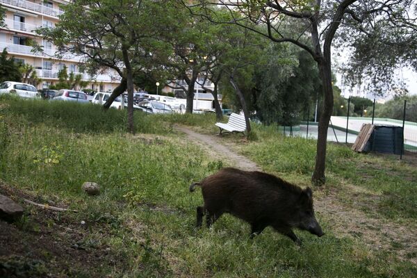 A wild boar walks in a garden close to a residential area in Ajaccio, on the French Mediterranean island of Corsica, on April 18, 2020 on the 33rd day of a strict lockdown in France to stop the spread of COVID-19 (novel coronavirus) - Sputnik International