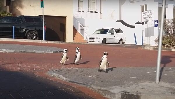Penguins stroll along Cape Town during Covid-19 quarantine - Sputnik International
