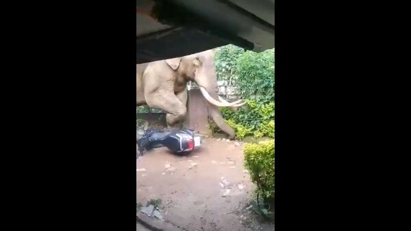 When an animal of 4000kgs walks past the front yard of a house in Munnar, Kerala, the inmates did the best thing - Sputnik International