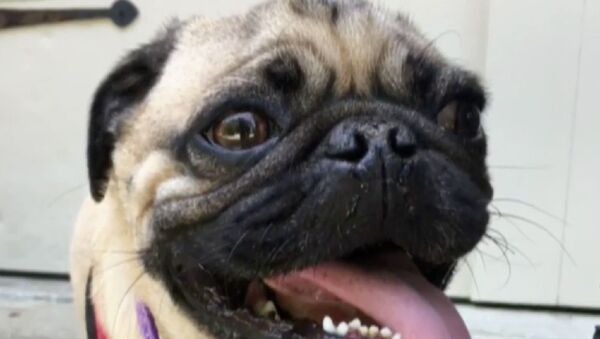 Winston, a pug from Chapel Hill, North Carolina, is believed to be the first recorded case of a dog testing positive for COVID-19 in the US. - Sputnik International