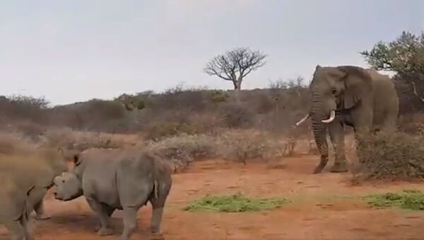 Elephant fends off the challenge from rhinos for fodder - Sputnik International