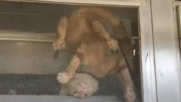 A cat in the window - Sputnik International