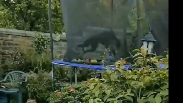 Dog on a trampoline - Sputnik International